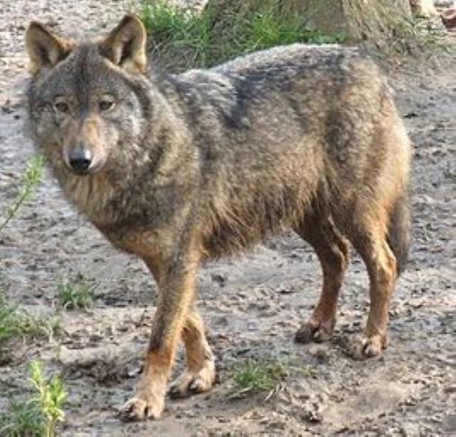 Иберийский волк фото