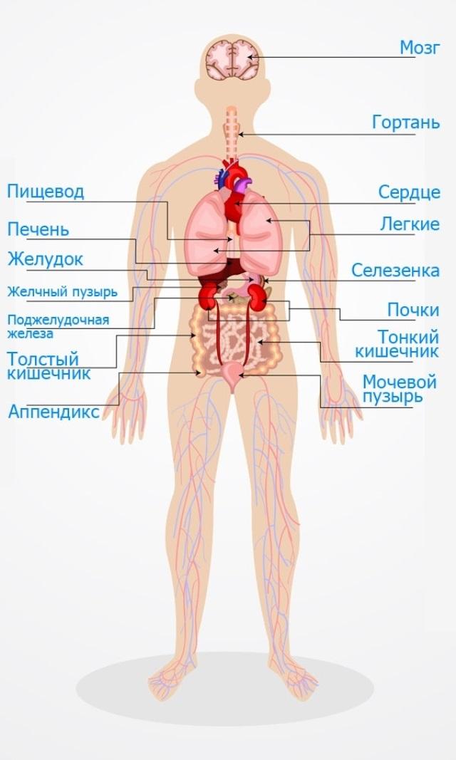 Картинок где находится. Расположение внутренних органов в организме человека. Организм человека схема внутренние. Внутреннее строение человека анатомия. Строение человека внутренние органы фото.
