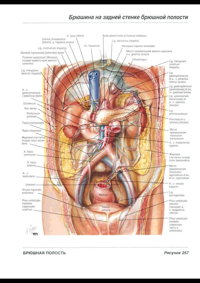 Органы человека брюшной полости в картинках с надписями расположение у мужчин