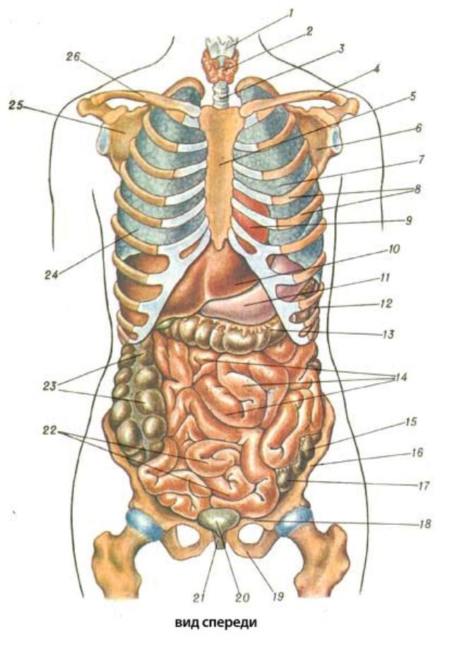 Органы человека схема с названиями и фото. Анатомия человека внутренние органы спереди. Строение внутренних органов сбоку. Строение человека внутренние органы с ребрами. Внутреннее строение туловища.
