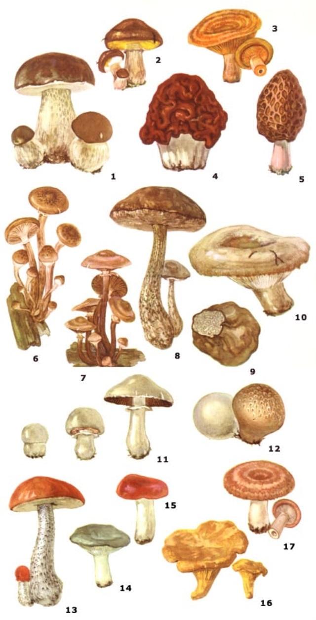Съедобные и несъедобные грибы Вологодской области