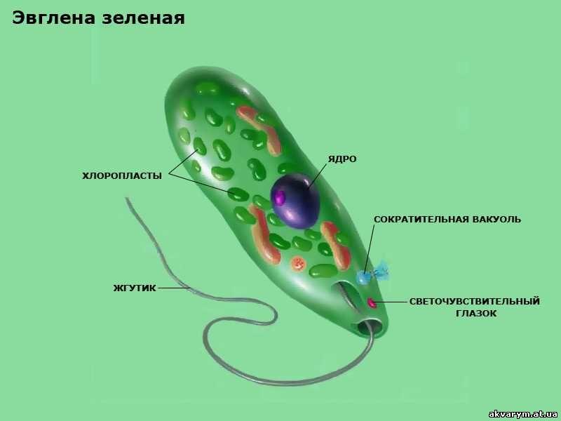 Эвглена зеленая картинка