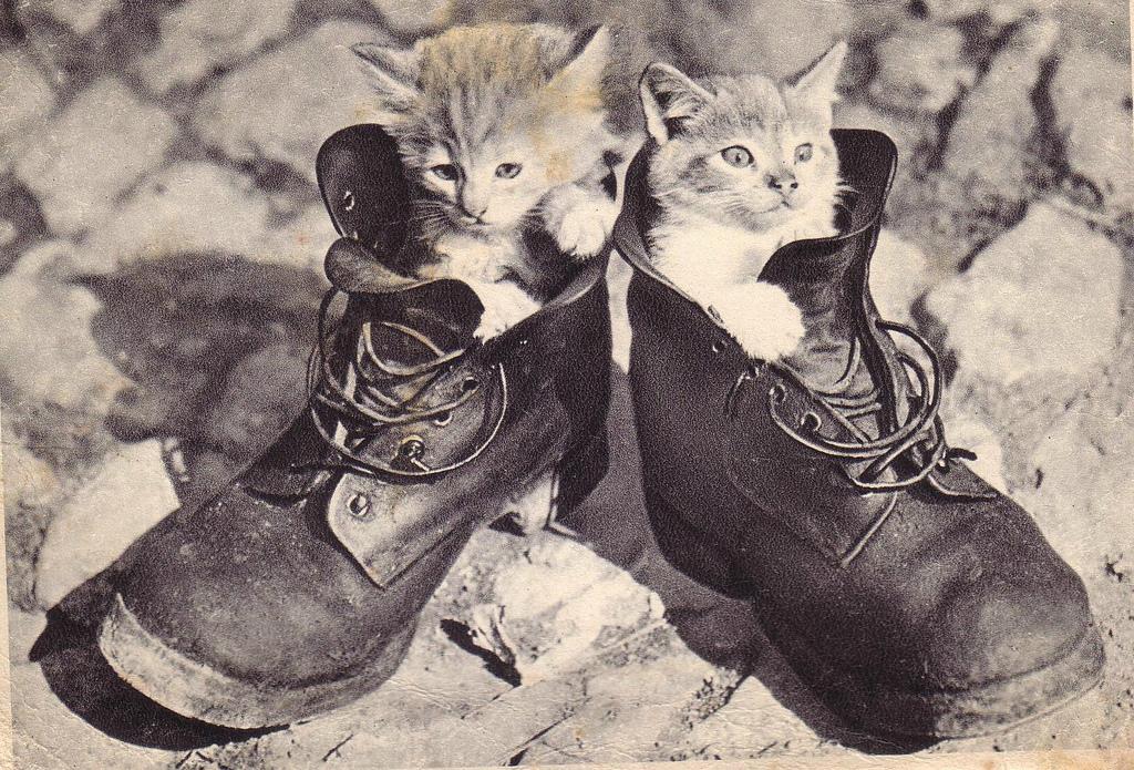 Boots the feline twitter
