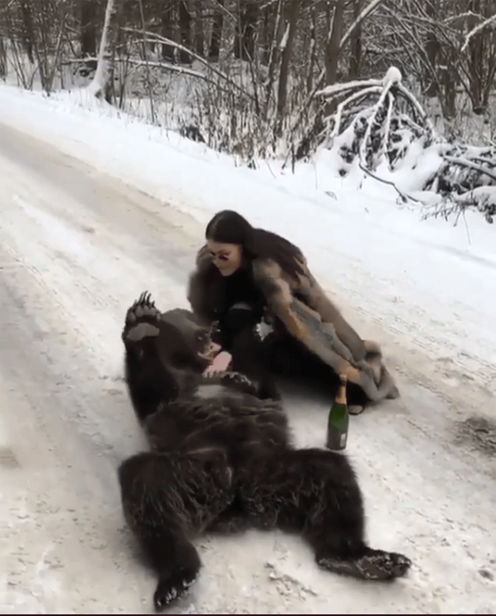 В шубе меховой шел медведь. Медведь в шубе. Девушка в шубе медведя. Девушка и медведь. Пьяный медведь.