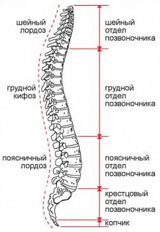 Отделы позвоночника человека для мрт рисунок