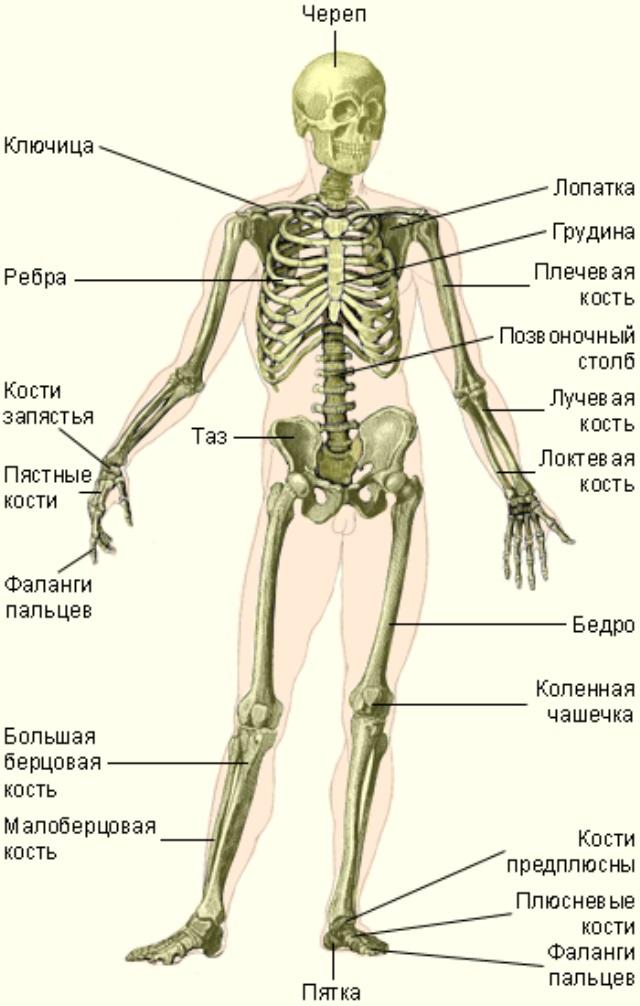 Строение скелета человека рисунок с подписями