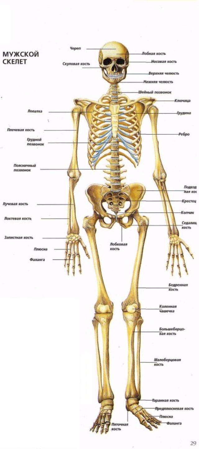 Скелет с названиями костей на русском языке. Скелет с названиями костей. Скелет человека с названием костей и суставов. Скелет человека анатомия кости и сустава. Строение человека кости скелета.