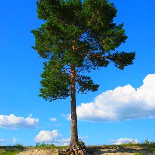 Дерево сосна фото для детей