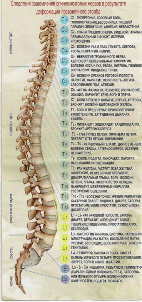 Анатомия позвоночника человека в картинках