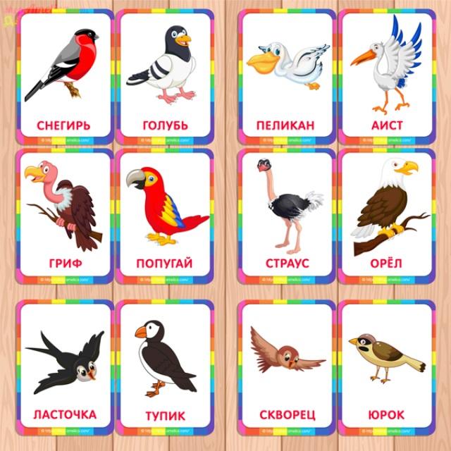Картинки птиц с названиями. Птицы карточки для детей с названиями. Обучающие карточки для детей птицы. Дикие птицы для детей. Птицы для детей дошкольного возраста.