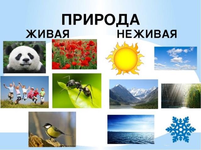 Изображение неживой природы называется