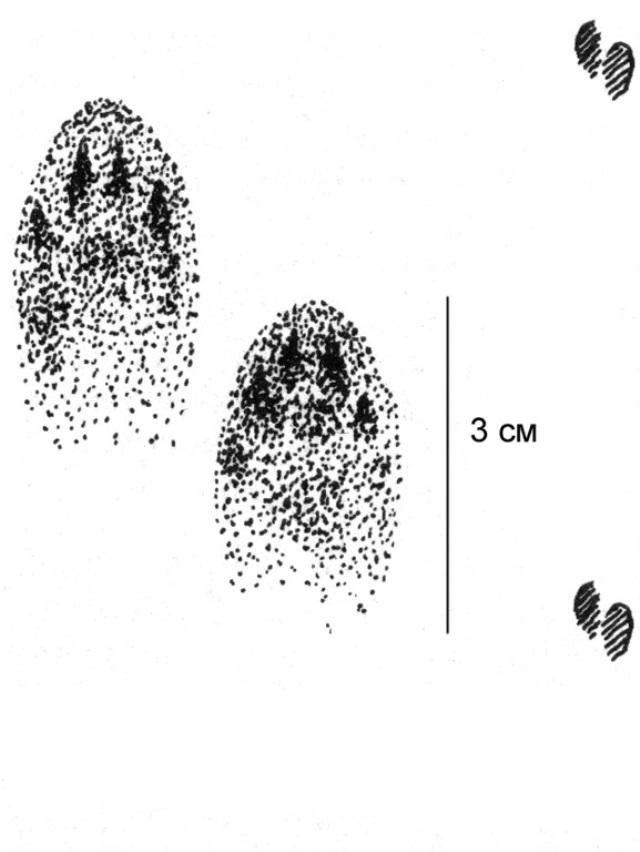 Читаем следы. Следы животных горностай. Следы горностая. Следы лисицы Формозов. Следы горностая зимой.