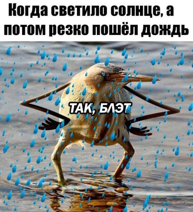 Картинка так блэт с птичкой