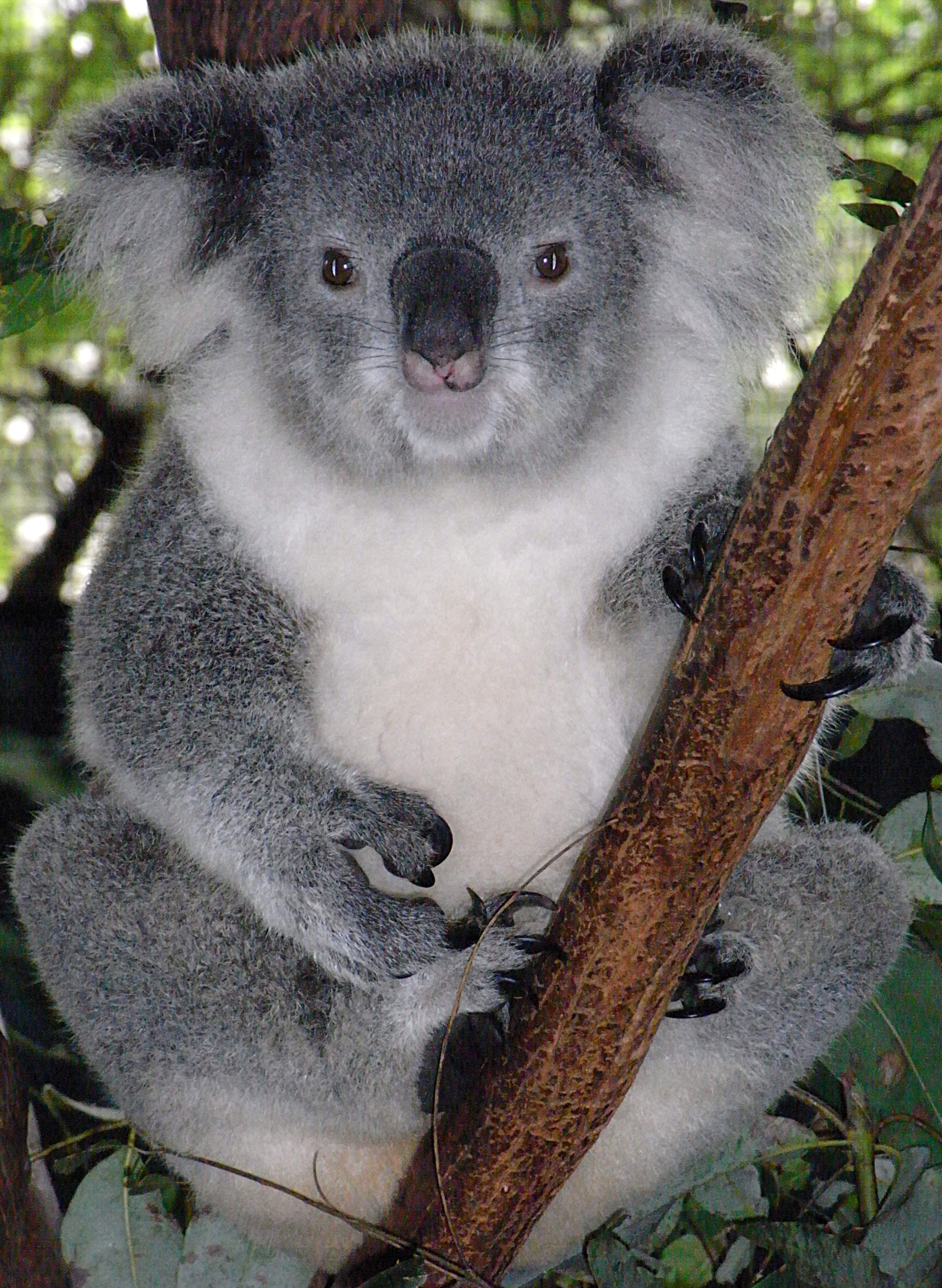 Похожи на коал. Коала. Коала в Австралии. Сумчатые животные коала. Мишка коала.