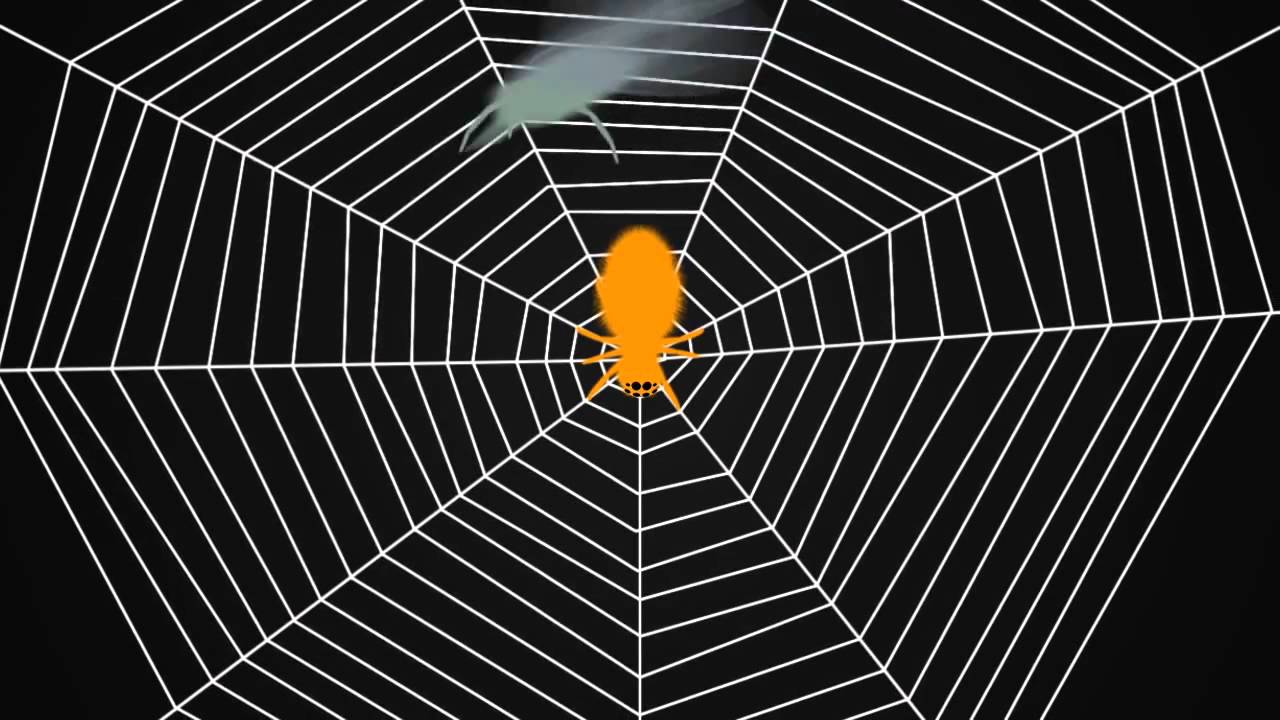 Паук сплел паутину как показано на рисунке. Плетение паутины пауком. Паук рисунок. Паук плетет паутину. Паучок рисунок.