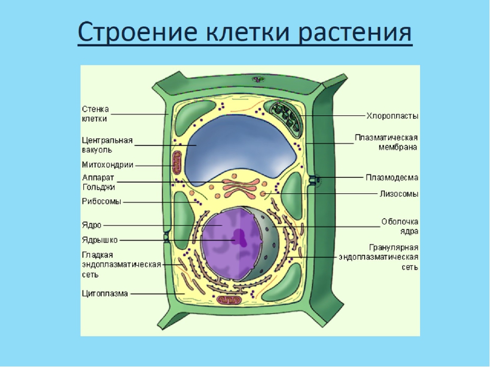 Перечислите растительные клетки