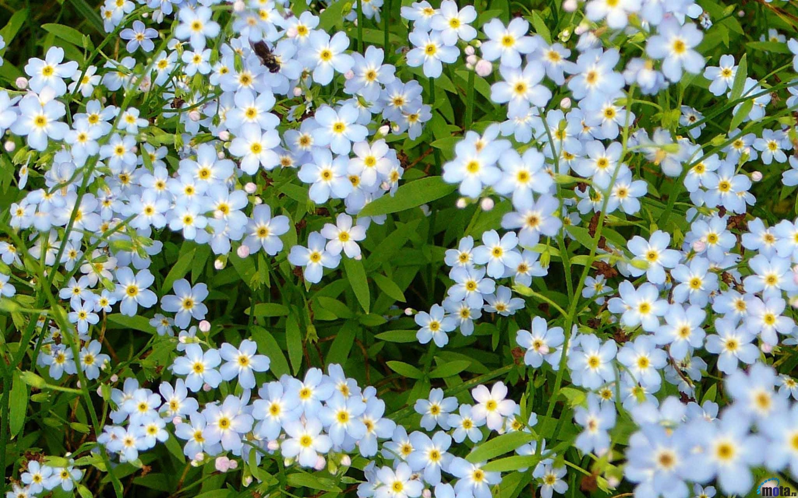 Весенние незабудки. Незабудка Полевая (Myosotis arvensis). Незабудка Альпийская Лесная Полянка. Незабудка Альпийская (Myosotis alpestris). Незабудка стелющаяся многолетняя.