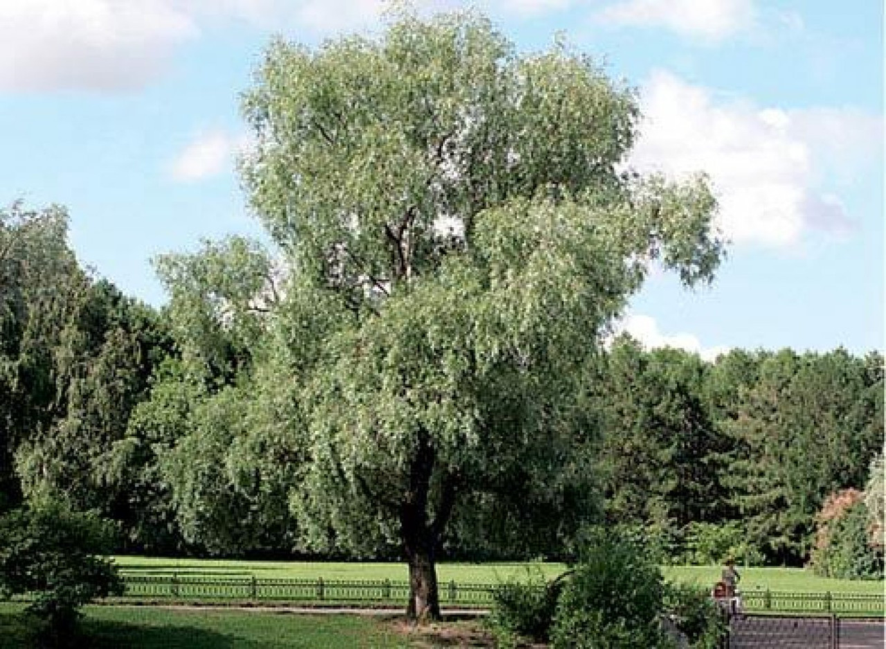 Ветлая. Ива белая (Salix Alba). Ива белая (ветла) Salix Alba. Ива белая, серебристая, ветла (Salix Alba). Ива серебристая ветла.