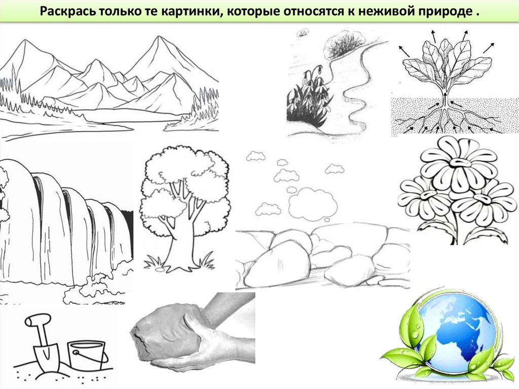 Экологические задания для дошкольников в картинках