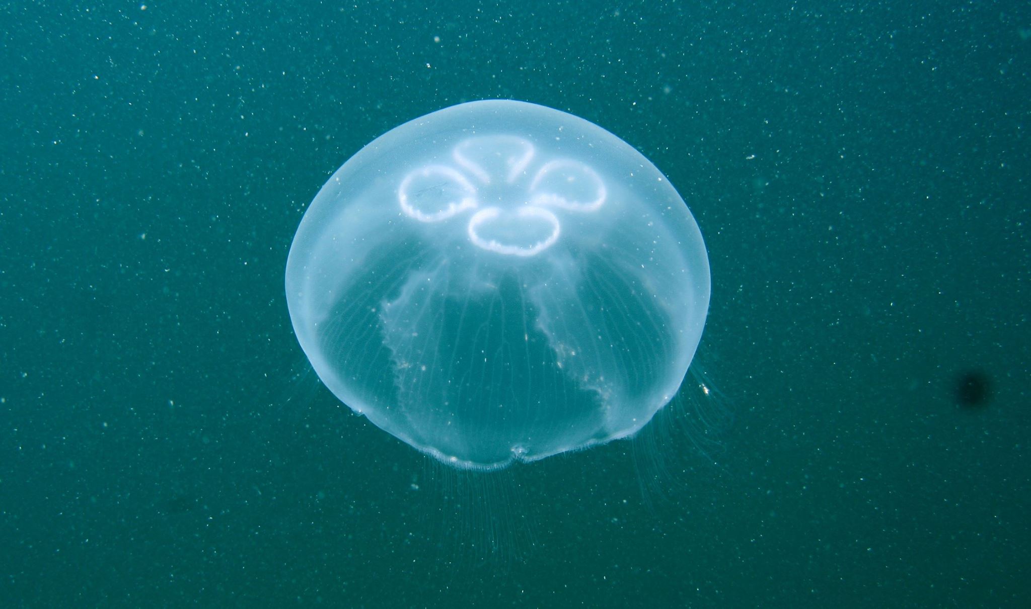 Медузы маленькие и большие
