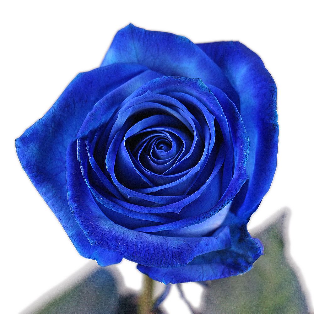 Купить розы поштучно недорого. Сорта синих роз. Розы синего цвета сорта. Голубые розы сорта.