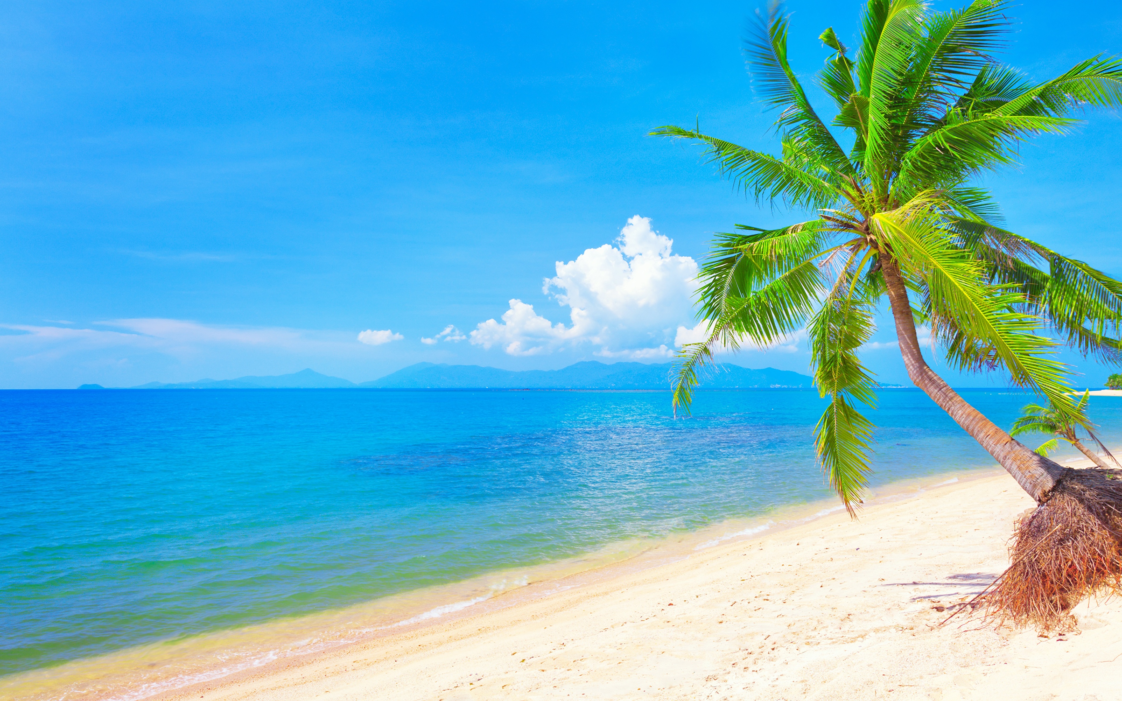 Beach tree. Карибское море пляж Баунти. Море пляж. Красивый пляж с пальмами. Море солнце пляж.