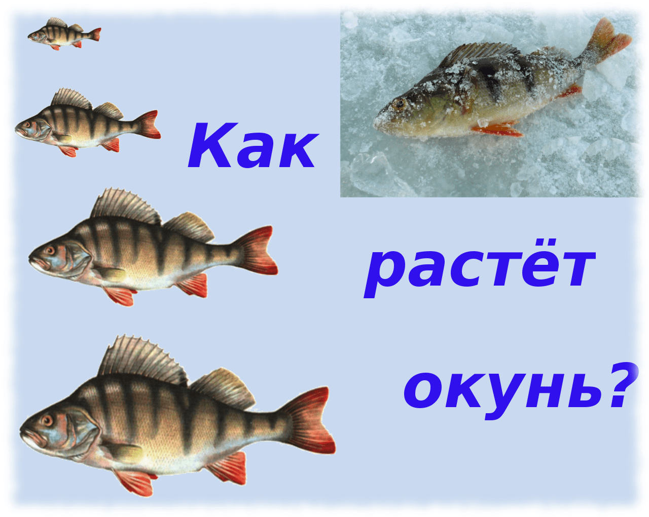 Окунь сколько. Окунь для детей. Как растет окунь. Речной окунь для детей. Рыба окунь картинки для детей.