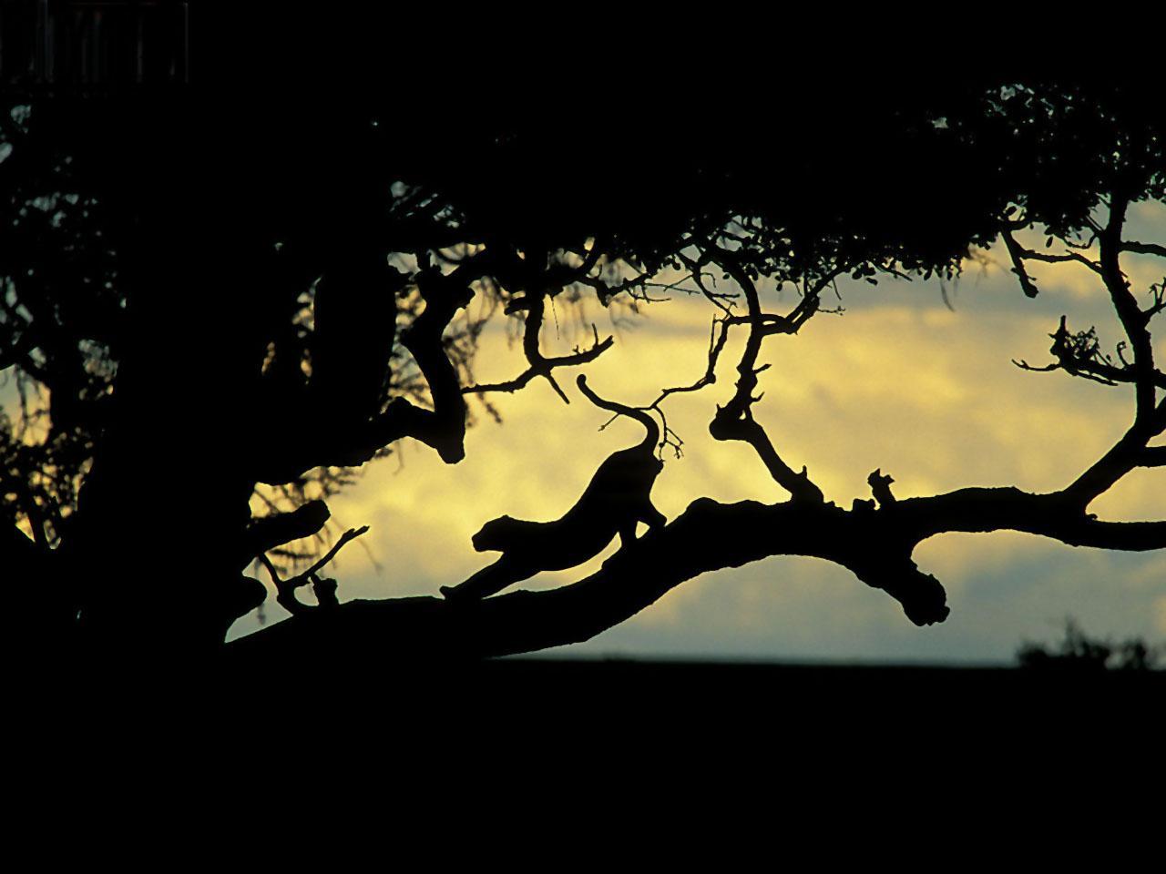 Силуэт пантеры на дереве