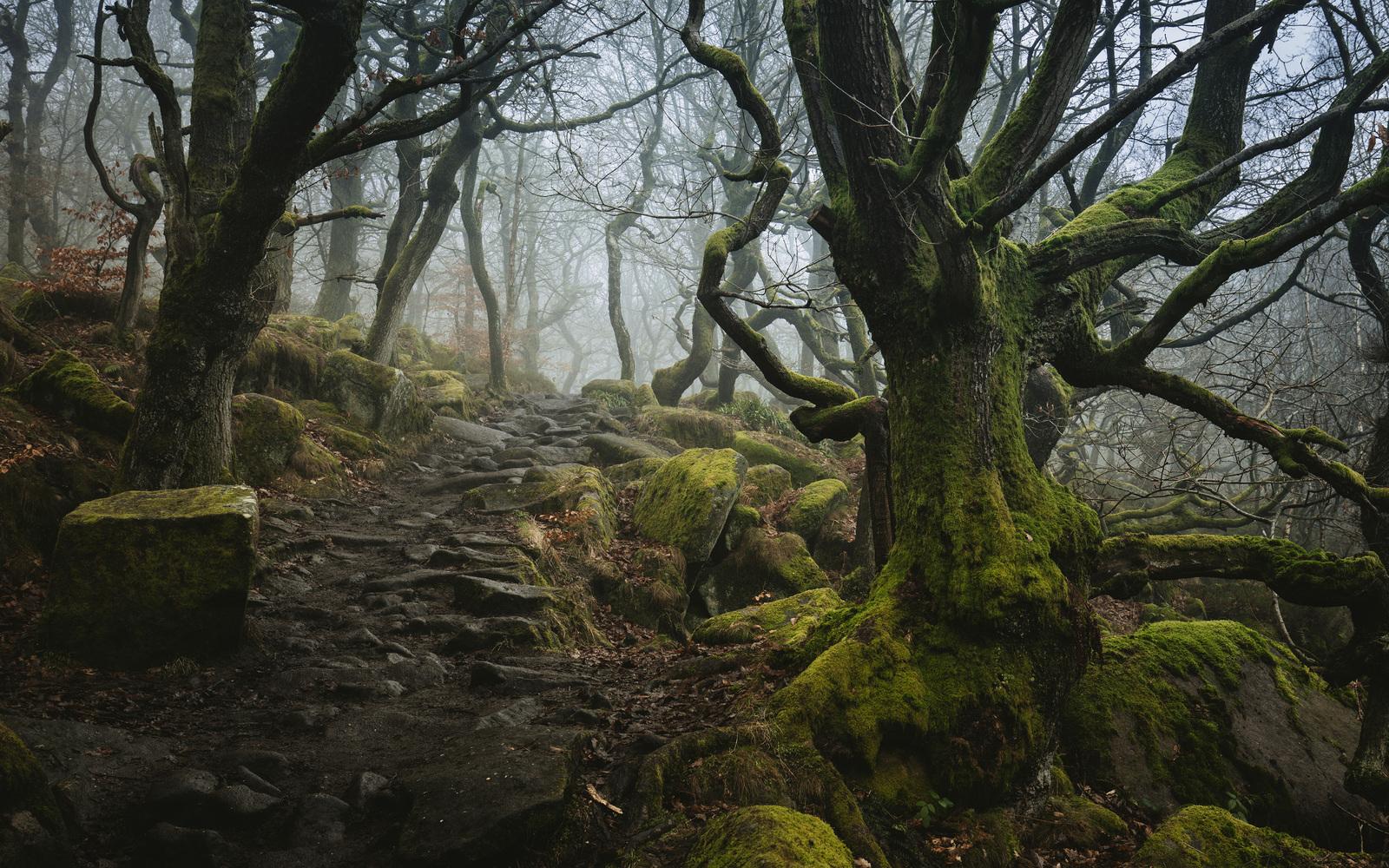 Кельтский лес