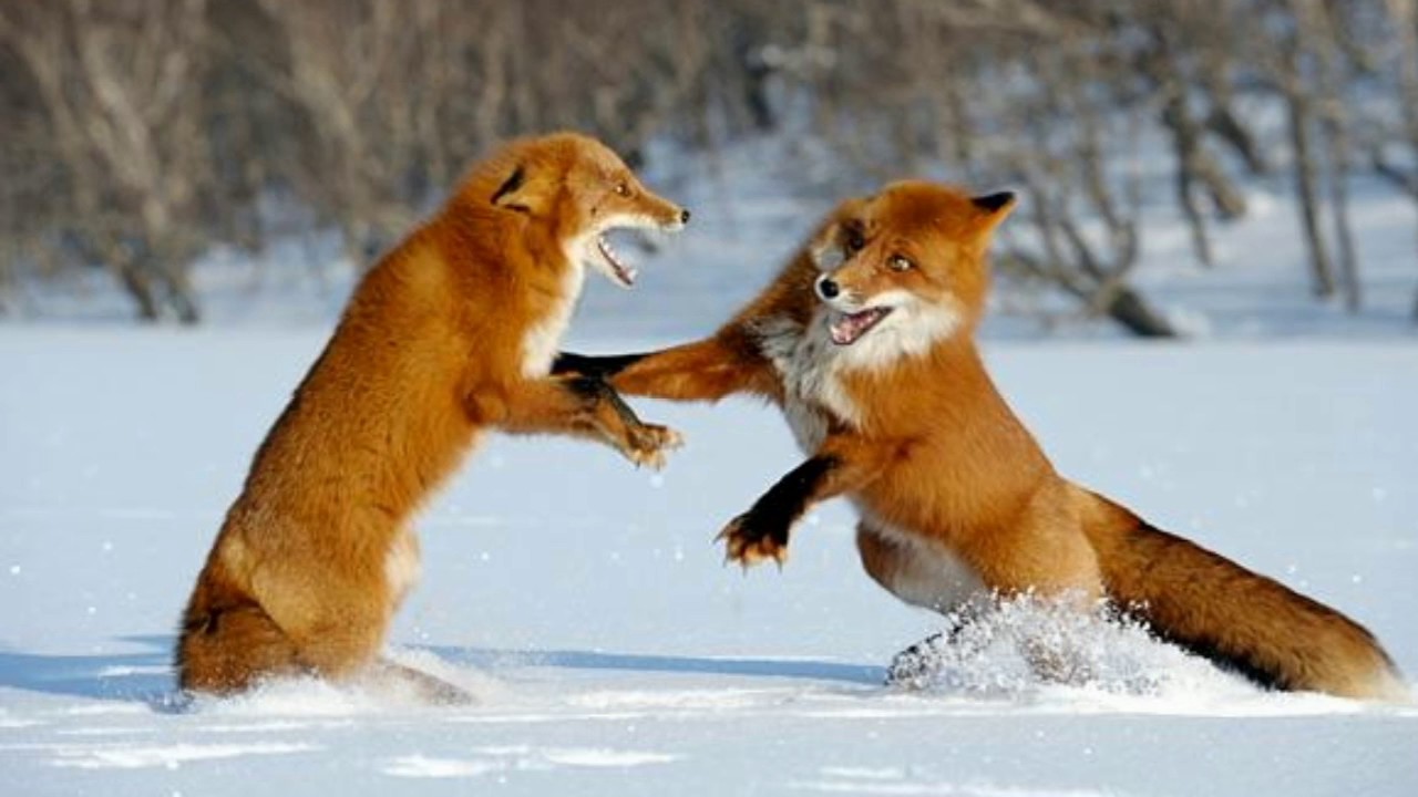 Какие отношения складываются между лисой и зайцем. Волк и лиса. Конкуренция животные. Конкуренция в животном мире. Конкуренция в природе.