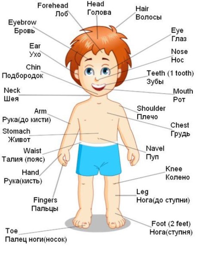Название частей тела человека рисунок