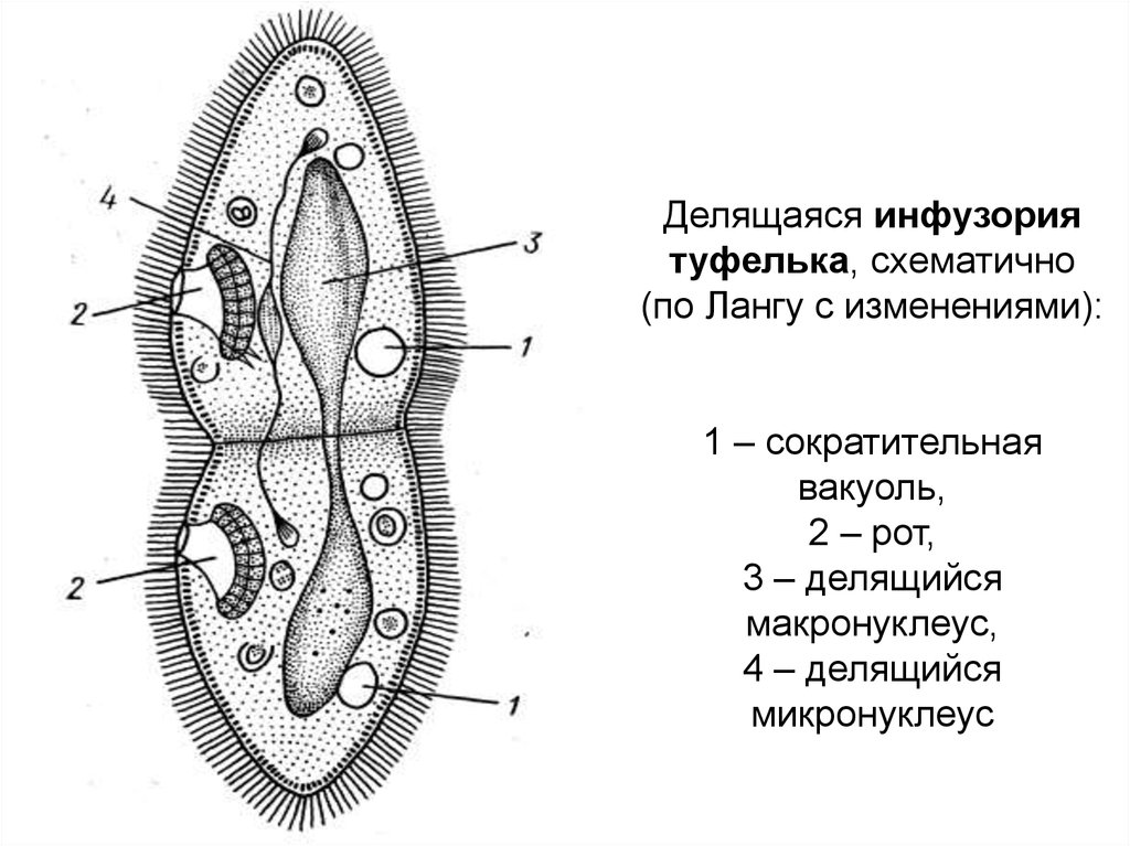 Размножение инфузории туфельки. ПАРАМЕЦИЯ макронуклеус. Макронуклеус и микронуклеус. Макронуклеус инфузорий функции. Микронуклеус инфузорий.