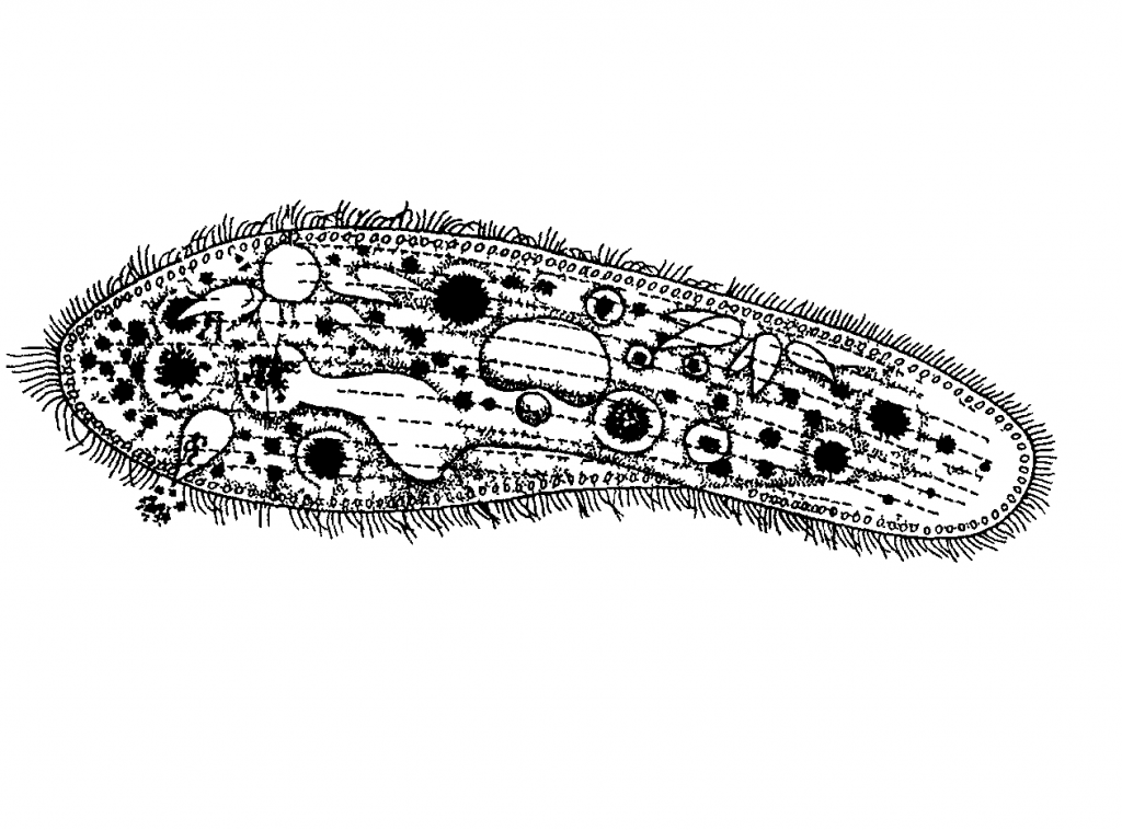 Нарисовать инфузорию туфельку биология 5 класс - 82 фото