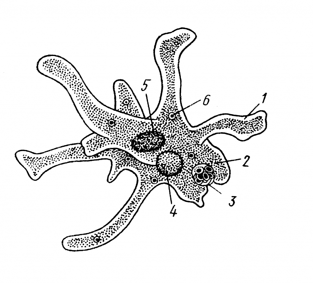Строение амебы рисунок с подписями. Строение амебы Протей. Строение амебы обыкновенной. Амёба обыкновенная Протей. Amoeba Proteus строение.