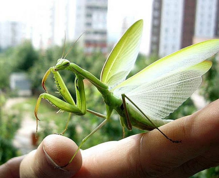 Богомол летает. Богомол Pseudocreobotra wahlbergii. Богомолы Мантис зелёный. Малазийский орхидейный богомол. Богомол Мантис(бабочка).