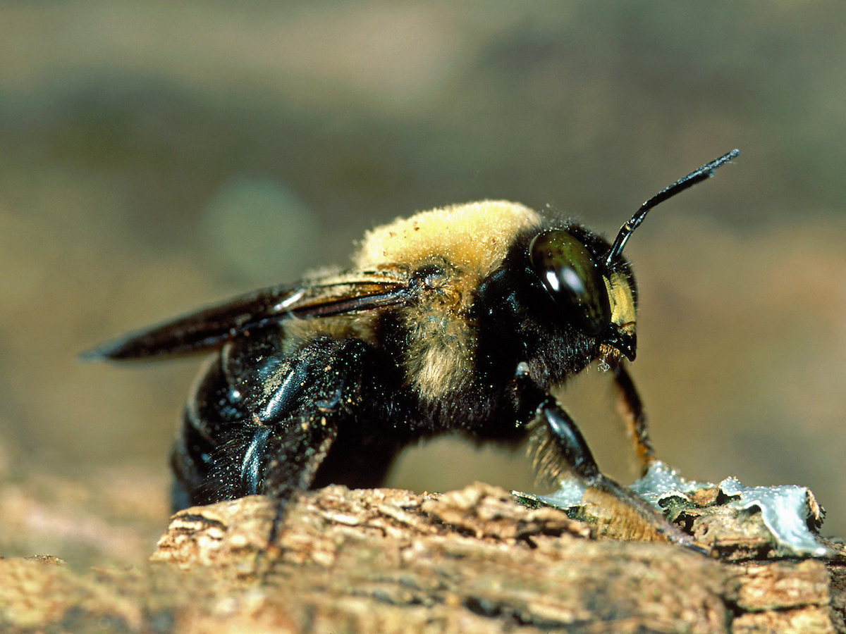 Виды пчел. Пчела плотник самец. Carpenter Bee. Пчела древогрыз. Чёрная пчела большая.