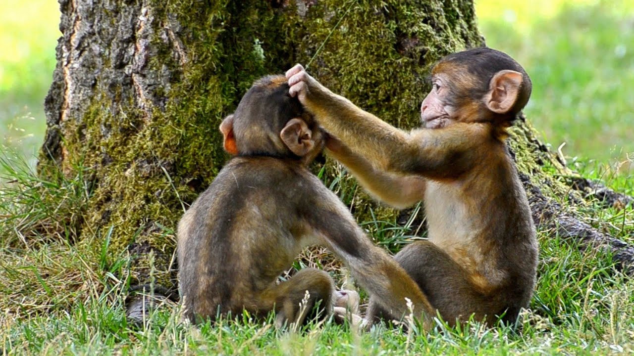 Обезьяна с обезьянками