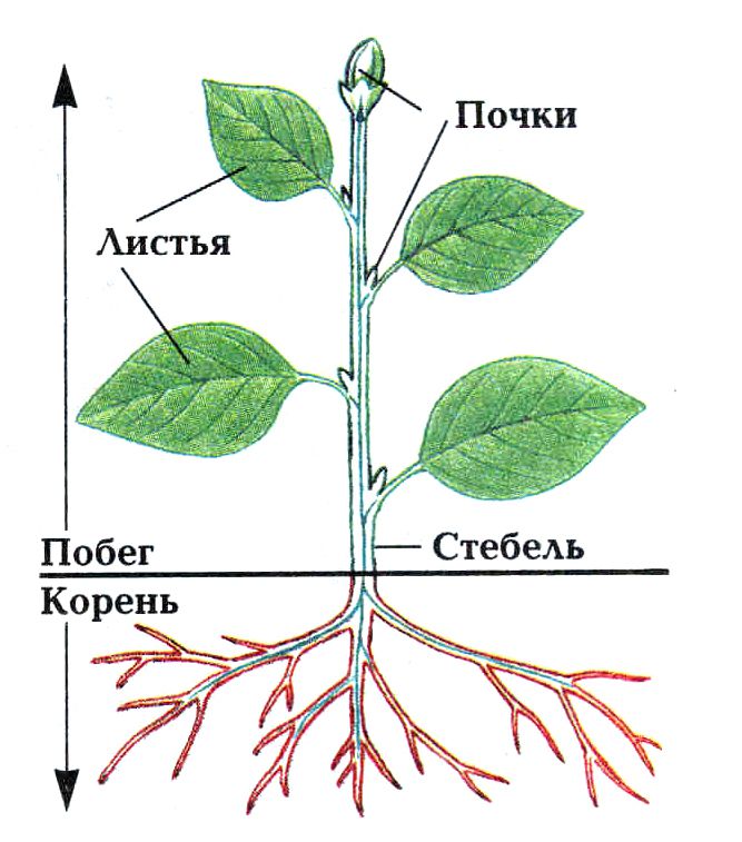 Рисунок растения с частями растения