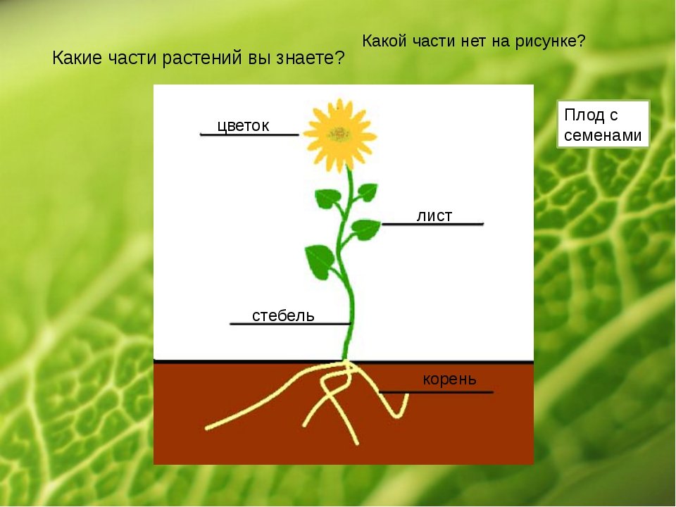 Части растений картинки схема 1 класс