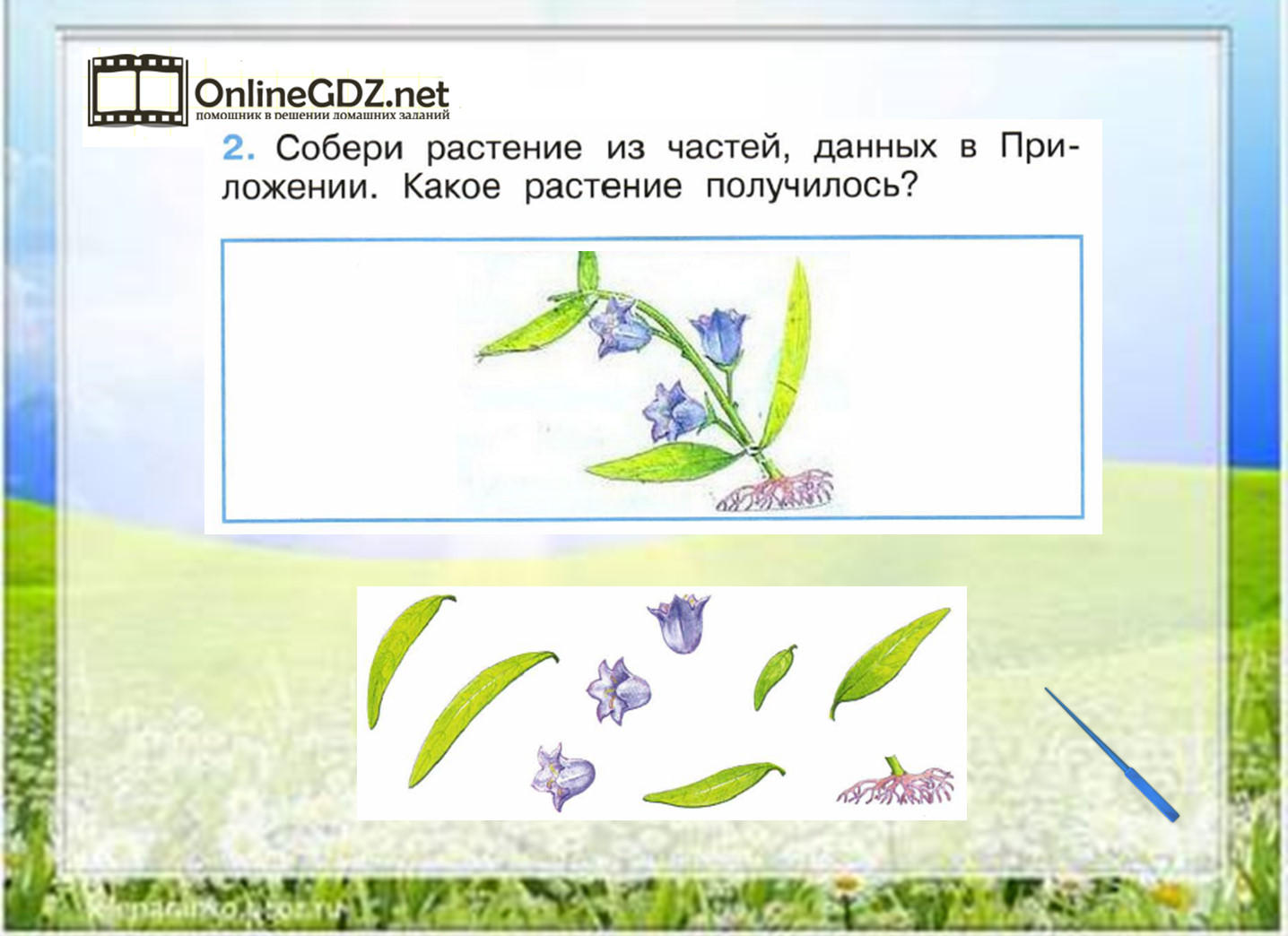 Видеоурок по окружающему миру 1 класс. Собери растение. Задания по окружающему миру 1 класс растения. Собери растение из частей. Окружающий мир Собери растение из частей.