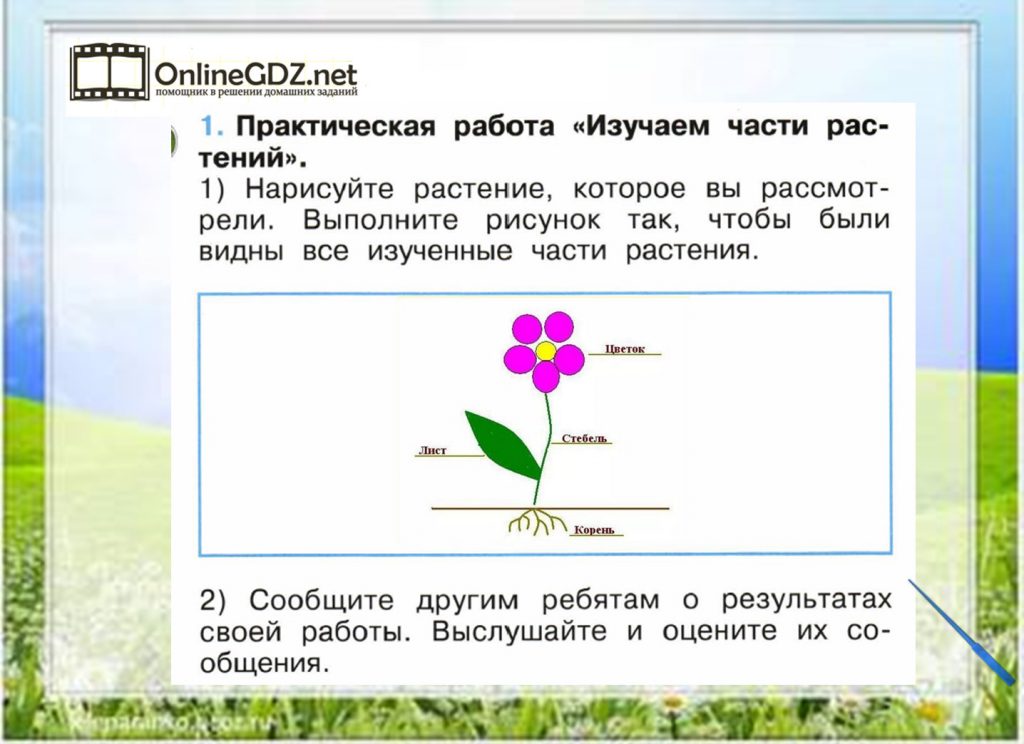 Мир растений 1 класс окружающий мир презентация