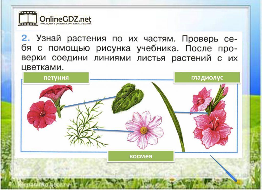 Подпиши рисунки так цветет окружающий мир 1 класс