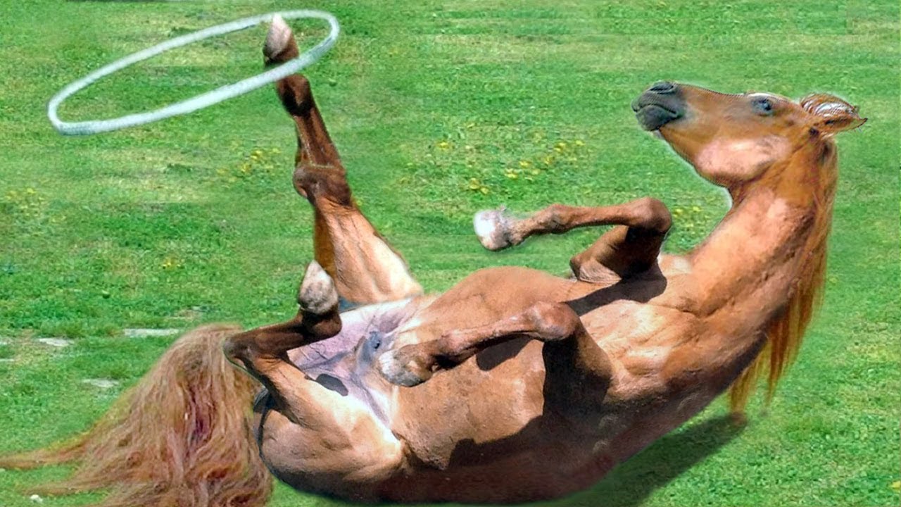 После длительного перехода люди очень устали лошади. Лошадь смешная картинка. Смешные лошади видео. Смешная лошадка в хомуте. Пьяна смешная лошадь.