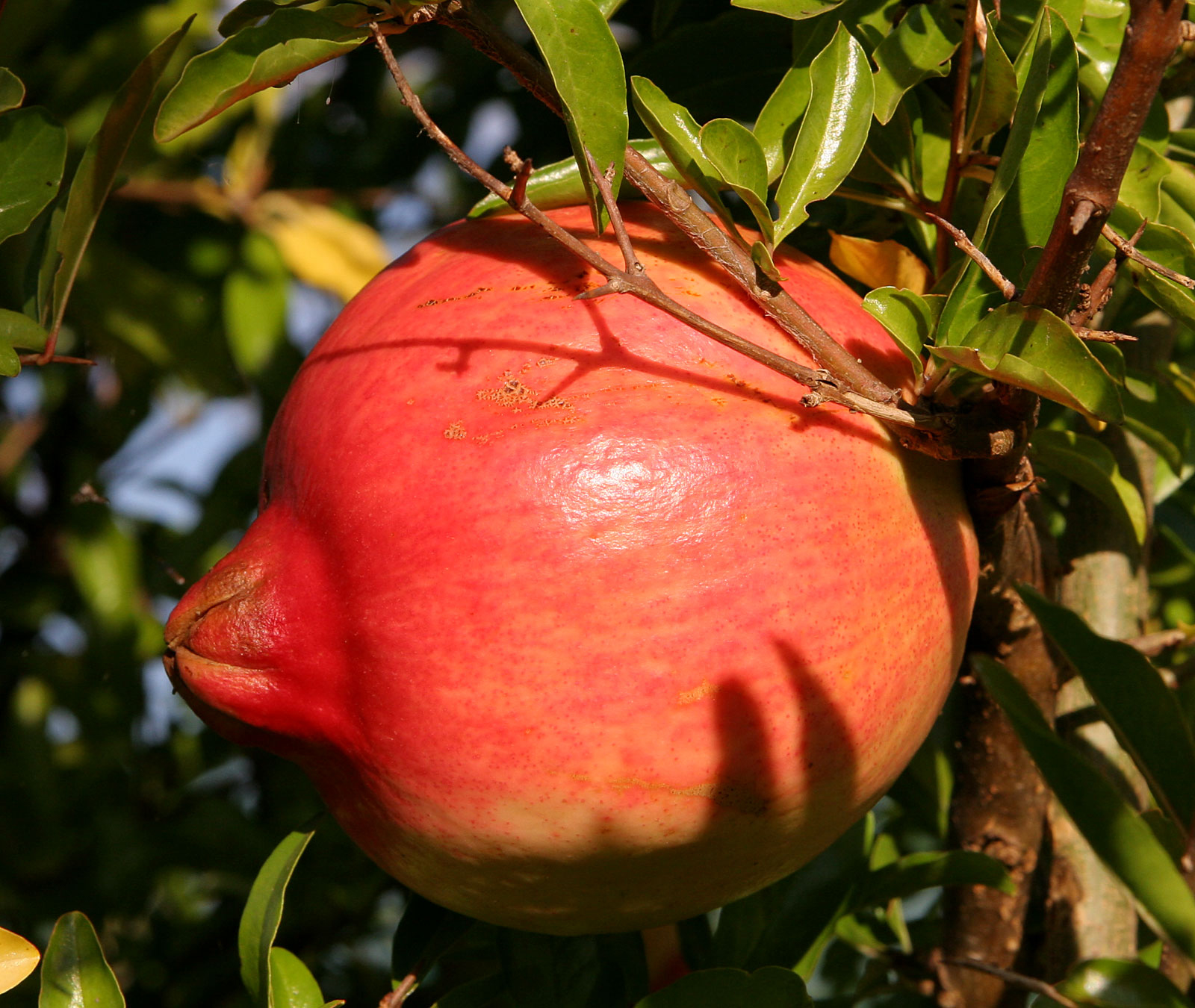 Гранат Punica granatum