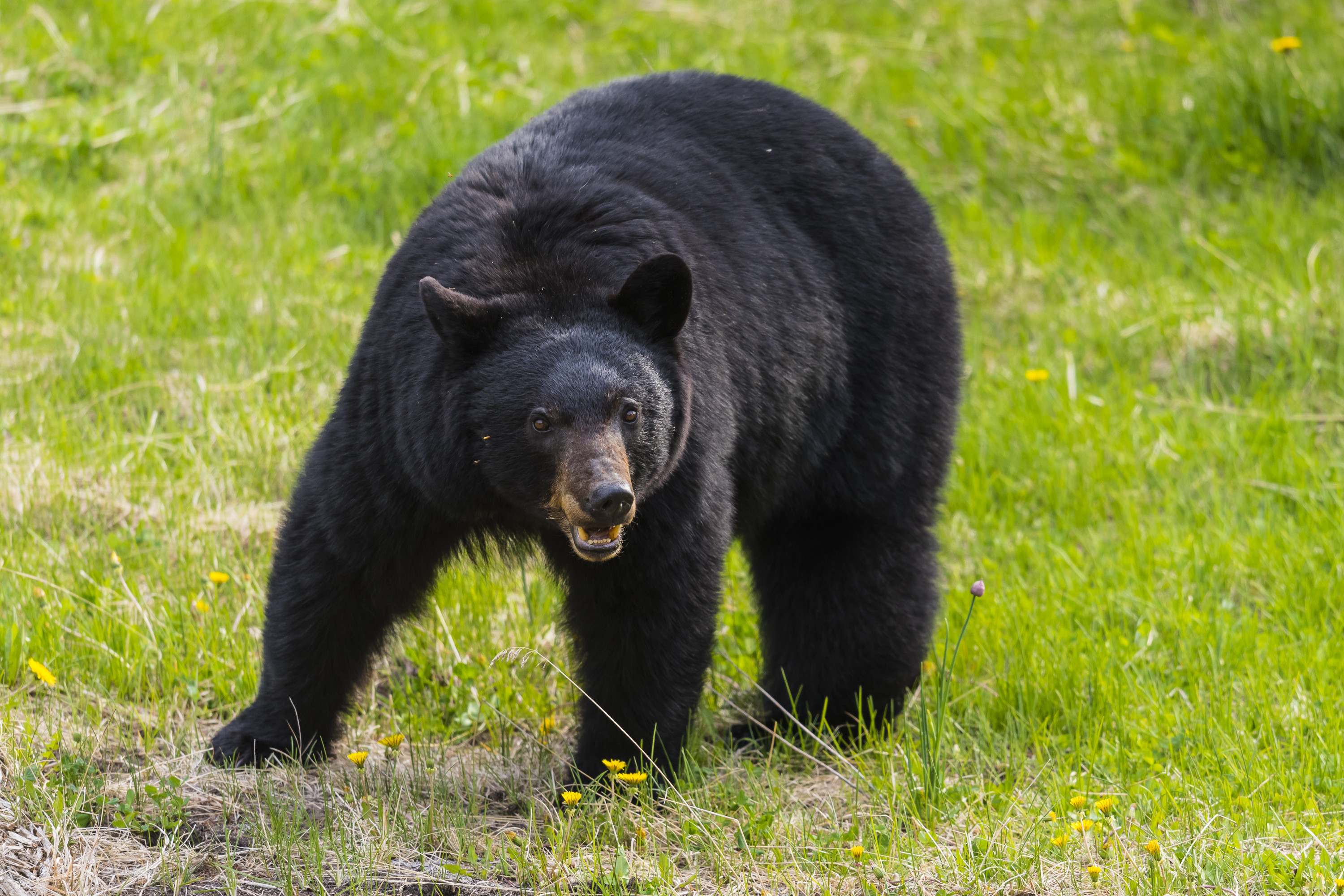 Bear best. Барибал ареал. Чёрный медведь из Северной Америки. Черный медведь Мексика. Black Беар.