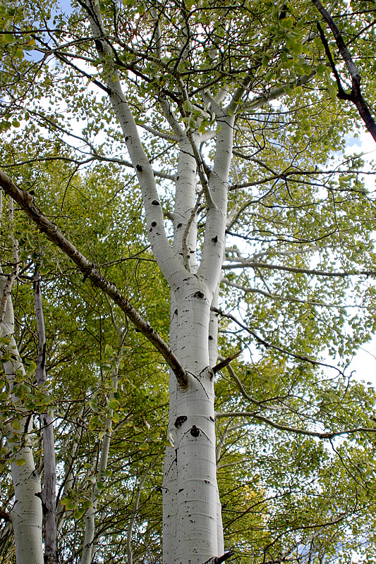 Как выглядит молодая осина дерево фото
