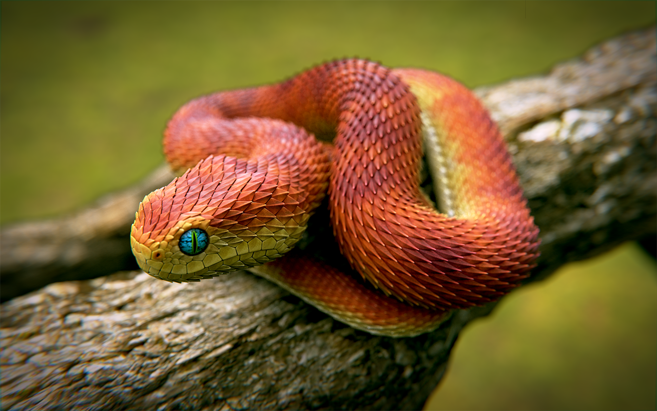 Самая ядовитая. Кустарниковая гадюка АТЕРИС. Кустарниковая гадюка (Atheris. Африканская кустарниковая гадюка. АТЕРИС сквамигера.