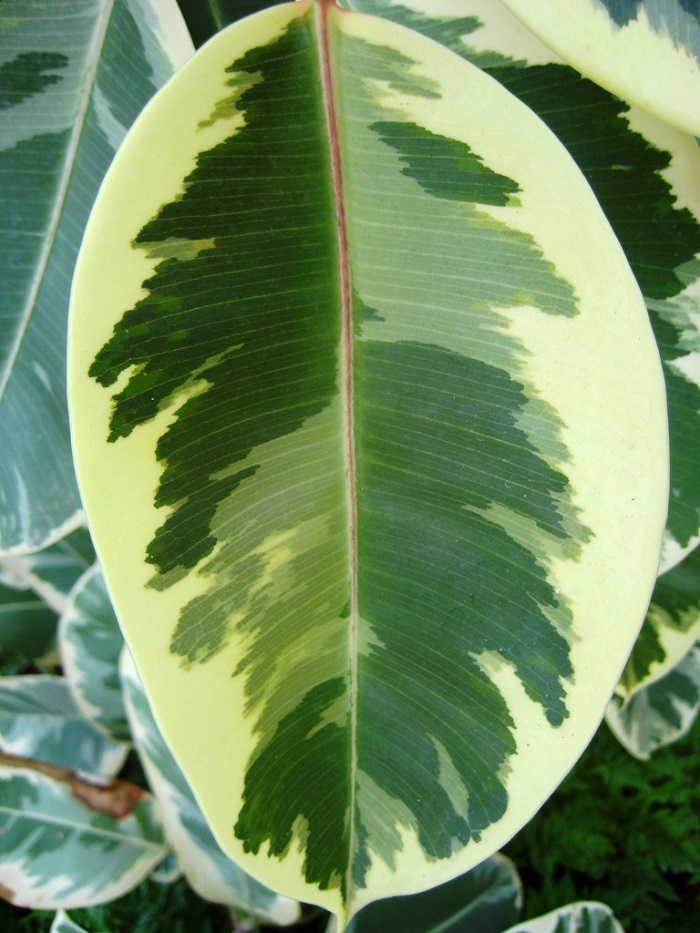 Фикус с крупными листьями фото и названия