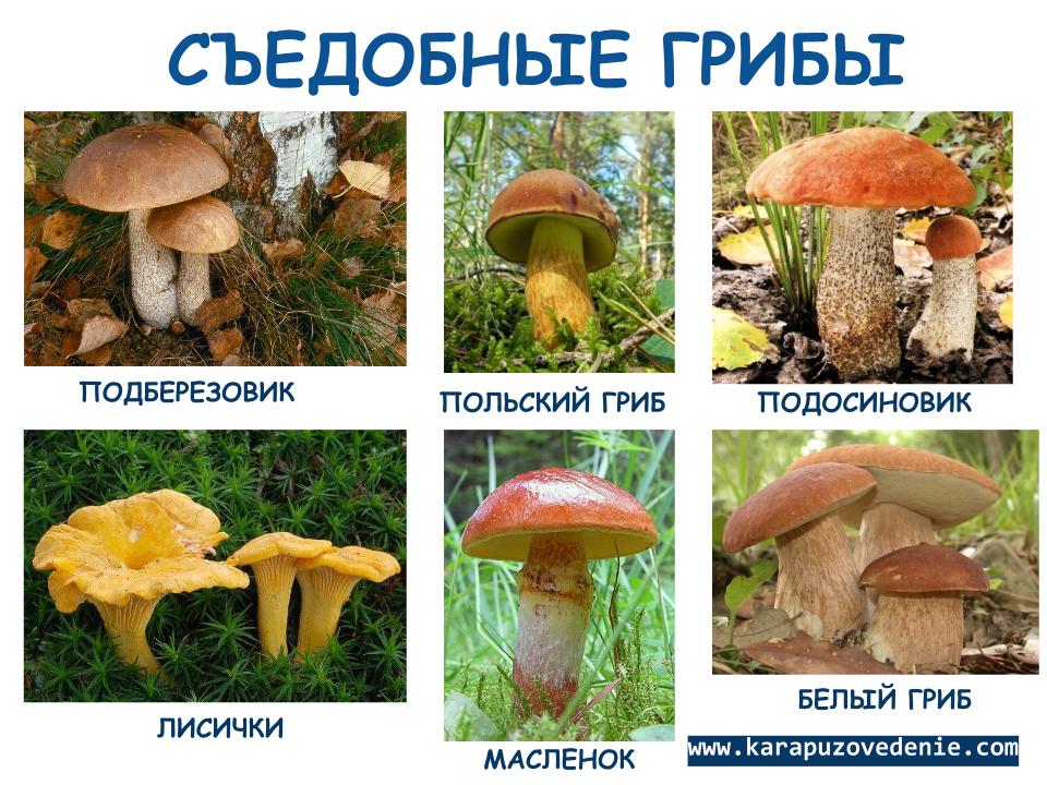 Хорошие грибы название