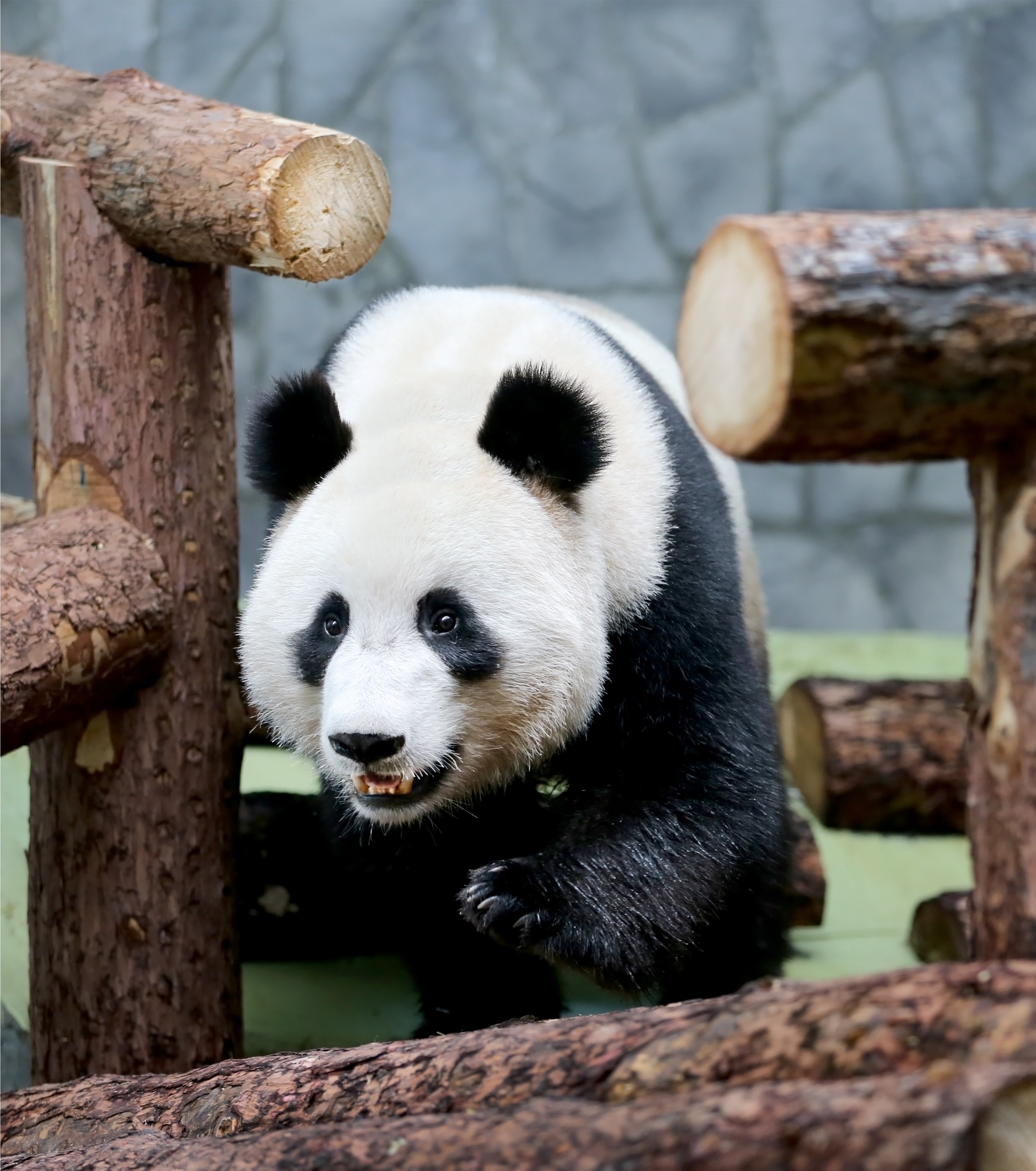 Большая панда живет. Панда в Московском зоопарке. Московский зоопарк зоопарки. Большая Панда в Московском зоопарке. Панда в зоопарке Москвы.